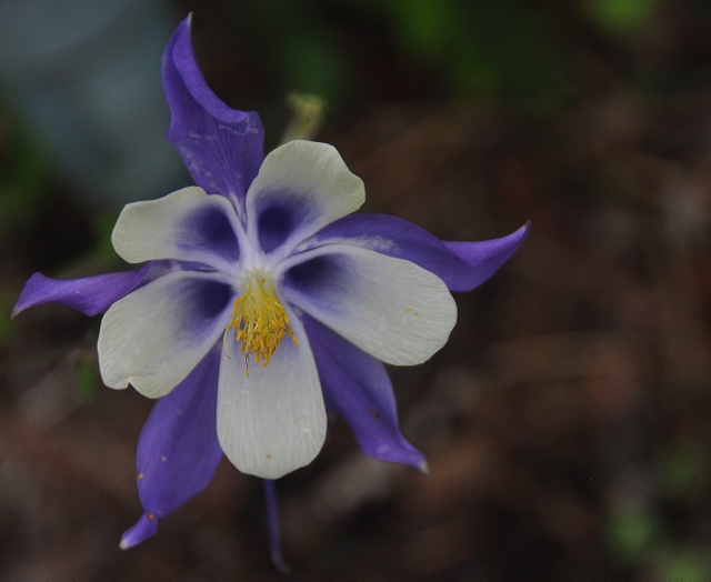 Columbine flower